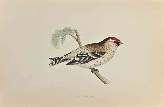 Mealy Redpole