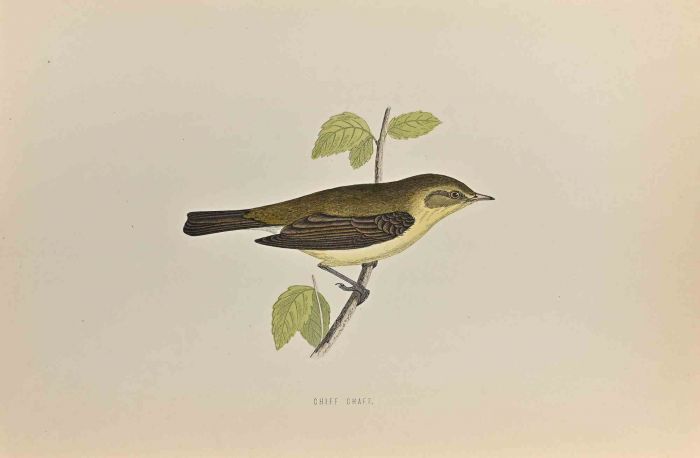 Chiff Chaff