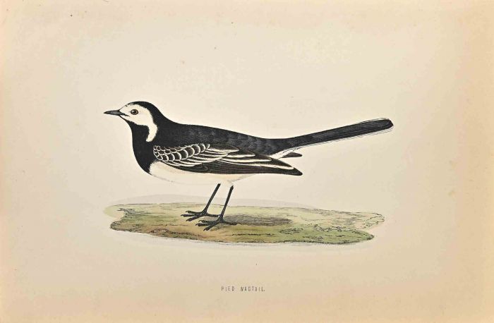 Pied Wagtail