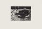 The Scorpionfish Without The Glass by Piero Cesaroni - Contemporary Artwork 