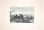 Bulls in the Roman Countryside