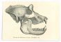 The Skull