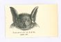 The Bat