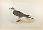 Richardson's Skua