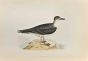 Capped Petrel