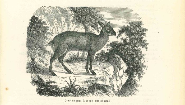 Cerf Gueul