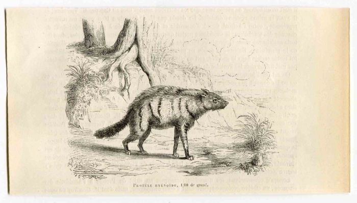 Aardwolf