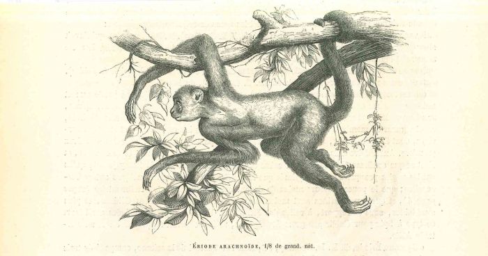 The Monkey  On The Tree