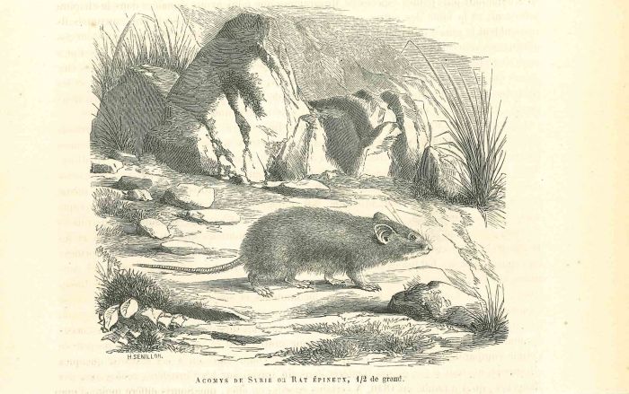 Spiny Mouse
