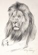Lion by Willi Lorenz