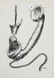 Life by Man Ray - Contemporary Artwork 