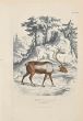 Paul Gervais - The Reindeer - Modern Artwork