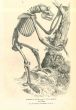 The Skeleton