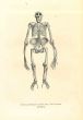 The Skeleton