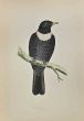 Ring Ouzel