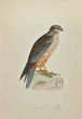 Marsh Harrier