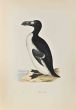 Great Auk
