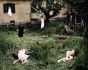 The Virgin Suicides by Angelo Cricchi - Contemporary Artwork
