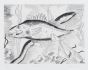 Fish by Bouval - Modern Artwork