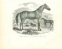 The Horse