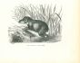 Tapir Américain
