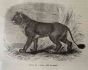 The Lion