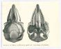 The Skull