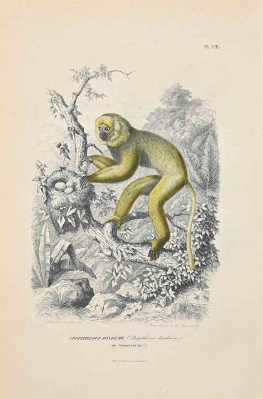 Diademed Sifaka