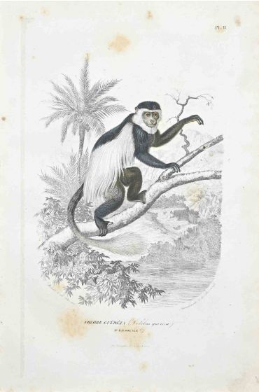 Mantled Guereza