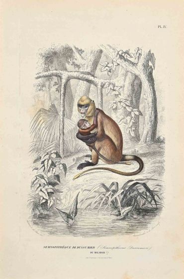 Semnopitheque de Dussumier