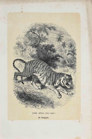 Royal Tiger