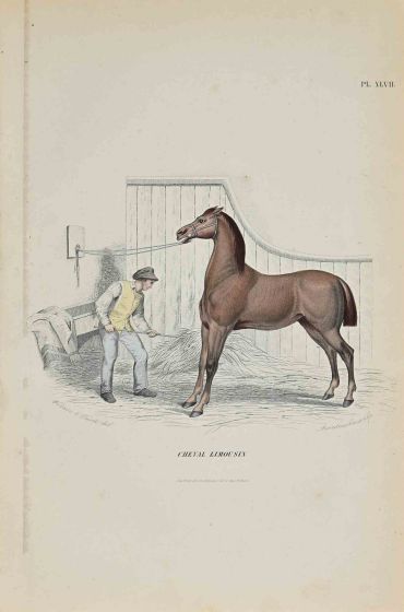 Limousin Horse