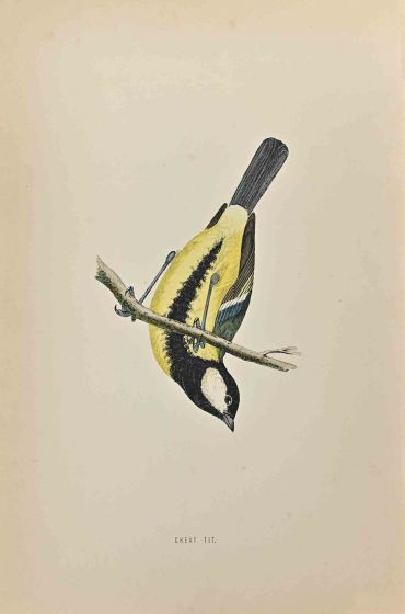 Great Tit
