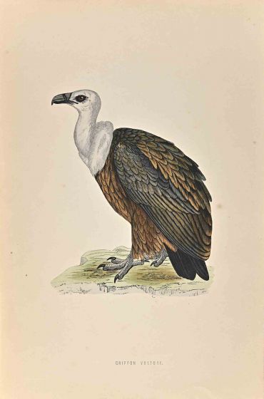 Griffon Vulture