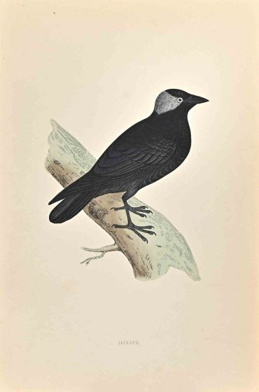 Jackdaw