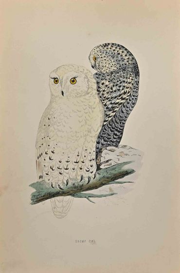 Snowy Owl