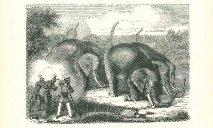 The Elephant Hunting