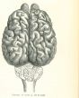 The Brain