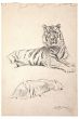 Study of tiger by Wilhelm Lorenz
