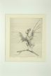 Bird on the Branch is an original colored etching artwork on paper realized by Leo Guida in 1972.