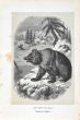 Paul Gervais - Siberian Bear - Modern Art