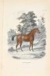 English Horse