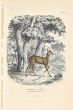 French Deer