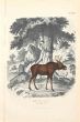 Canadian Deer - SOLD - SOLD