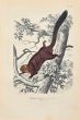 The Squirrel