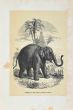 Indian Elephant