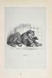 The Lion