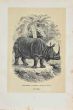 Hippopotamus Unicorn