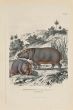 Young Hippopotamus