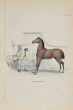 Limousin Horse